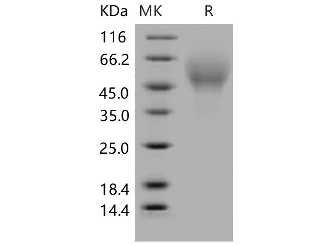 > 96 % as determined by reducing SDS-PAGE.