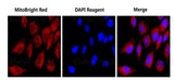 HELA cells were co-stained with MitoBright Red Probe and DAPI Reagent (25 μg/mL) (E-CK-A163).