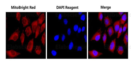 HELA cells were co-stained with MitoBright Red Probe and DAPI Reagent (25 μg/mL) (E-CK-A163).
