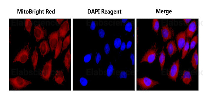 HELA cells were co-stained with MitoBright Red Probe and DAPI Reagent (25 μg/mL) (E-CK-A163).