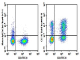 Human peripheral blood lymphocytes were stained with 0.2 μg AF/LE Purified Anti-Human CD197 Antibody[G043H7] (Right) and 0.2 μg Mouse IgG2a, κ Isotype Control (Left), followed by Elab Fluor<sup>®</sup> 647-conjugated Goat Anti-Mouse IgG Secondary Antibody, then anti-Human CD3 FITC-conjugated Monoclonal Antibody.