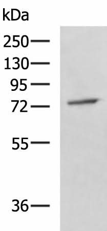 Western blot analysis of A549 cell lysate using GPCPD1 Polyclonal Antibody at dilution of 1:800