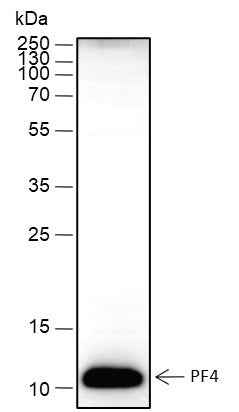 Anti-Human PF4 Antibody [A476] - ABMIUM