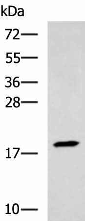 Anti-Human/Mouse TNNC2 Antibody