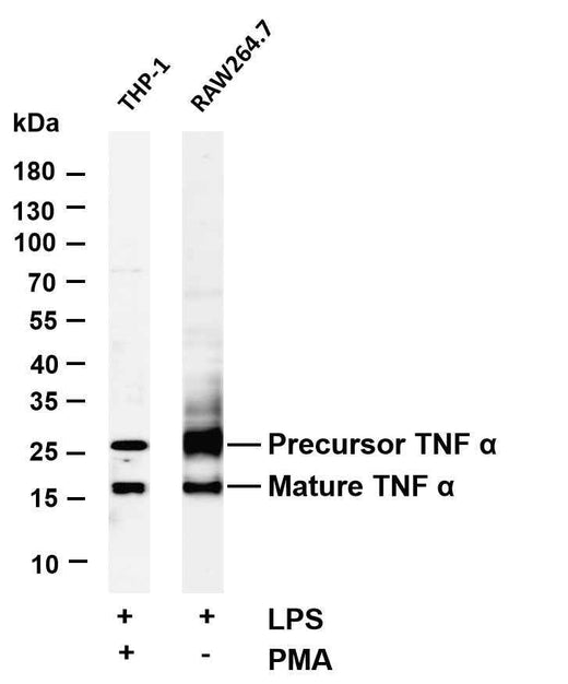 Anti-Human/Mouse/Rat TNF α Antibody [B824] - ABMIUM