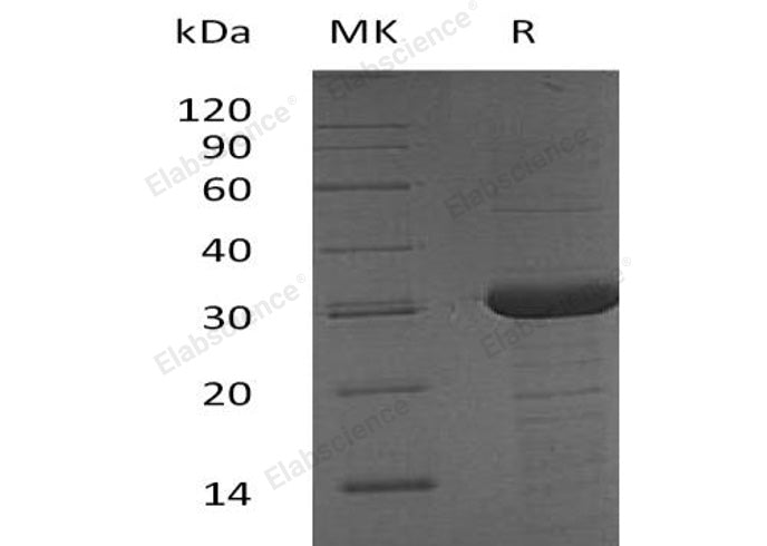 > 90 % as determined by reducing SDS-PAGE.