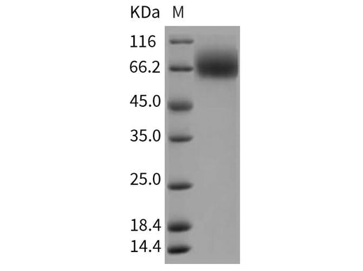 > 95 % as determined by reducing SDS-PAGE.