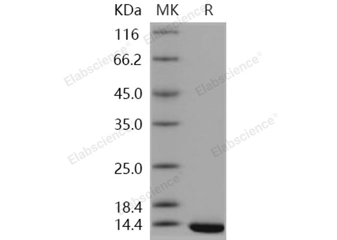 > 97 % as determined by reducing SDS-PAGE.