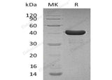 > 95 % as determined by reducing SDS-PAGE.