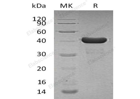 > 95 % as determined by reducing SDS-PAGE.