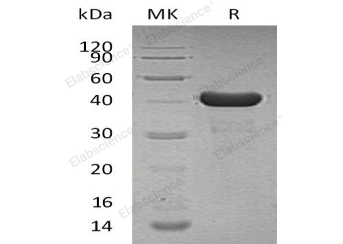 > 95 % as determined by reducing SDS-PAGE.