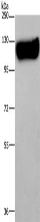 Anti-Human/Mouse/Rat MAG Antibody - ABMIUM