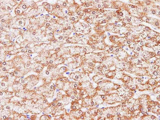 Anti-Human/Mouse/Rat CCL2 Antibody