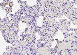 Anti-Rat CD68 Antibody [B525]
