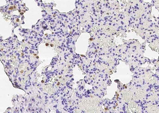 Anti-Rat CD68 Antibody [B525] - ABMIUM