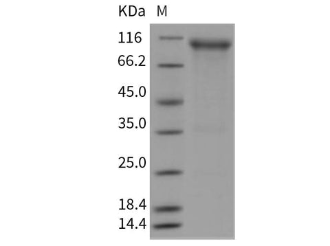 > 90 % as determined by reducing SDS-PAGE.