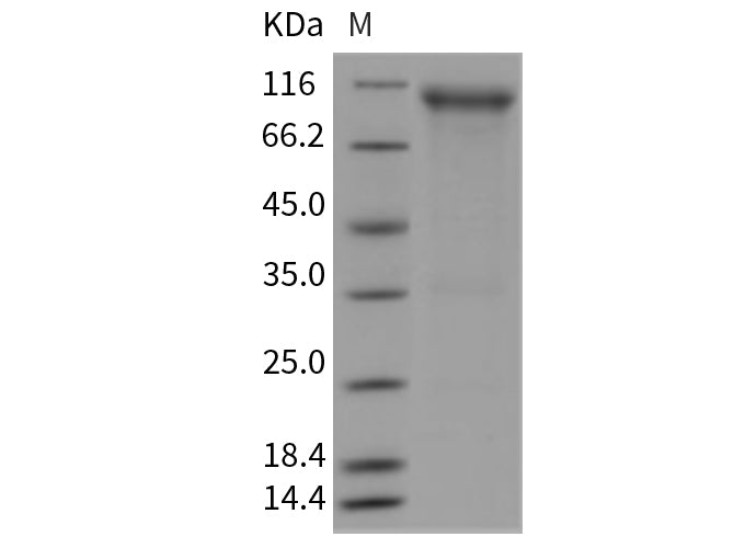 > 90 % as determined by reducing SDS-PAGE.