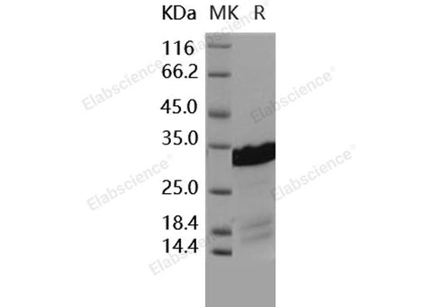 > 85 % as determined by reducing SDS-PAGE.
