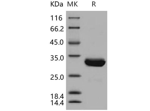 > 97 % as determined by reducing SDS-PAGE.