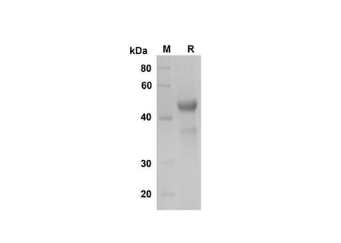 SDS-PAGE analysis of Human LIGHT/TNFSF14 proteins , 2 μg/lane of Recombinant Human LIGHT/TNFSF14 proteins was resolved with SDS-PAGE under reducing conditions , showing bands at 45 kDa.