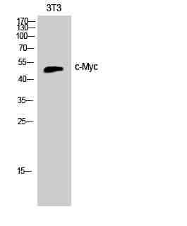 Anti-Human/Mouse/Rat c-Myc Antibody