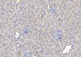 Anti-Mouse EPO Antibody [B506]