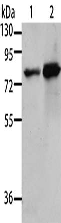 Anti-Human/Mouse/Rat MSN Antibody - ABMIUM