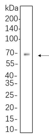 Anti-Human/Mouse/Rat AFP Antibody [B1081]
