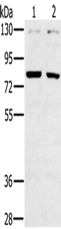 Anti-Human CD44 Antibody - ABMIUM