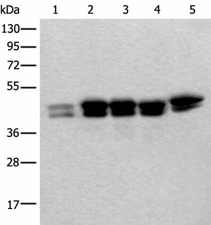 Western blot analysis of 293T Hela and HEPG2 cell lysates using TIA1 Polyclonal Antibody at dilution of 1:250