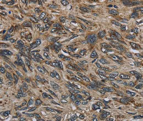 Anti-Human GYPC Antibody