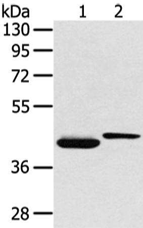 Anti-Human/Mouse/Rat BMP4 Antibody - ABMIUM