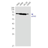 Western blot detection of eIF4B in Hela,A549,HL-60,U2OS cell lysates using eIF4B Rabbit mAb(1:1000 diluted).Predicted band size:69kDa.Observed band size:80kDa.