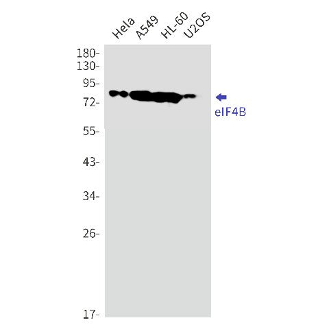 Western blot detection of eIF4B in Hela,A549,HL-60,U2OS cell lysates using eIF4B Rabbit mAb(1:1000 diluted).Predicted band size:69kDa.Observed band size:80kDa.