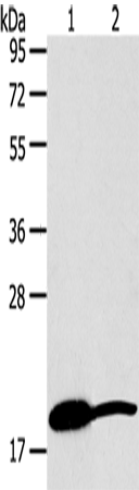 Anti-Human/Mouse GDF2 Antibody - ABMIUM