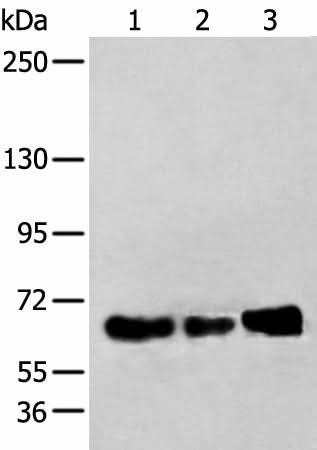 Western blot analysis of TM4 K562 and A431 cell lysates using ZBTB5 Polyclonal Antibody at dilution of 1:250