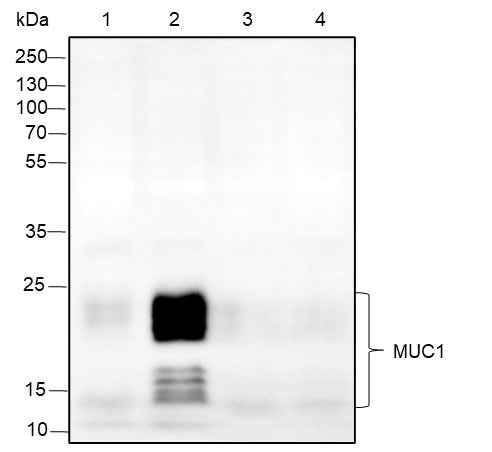 Anti-Human/Rat/Mouse MUC1 Antibody [A309] - ABMIUM