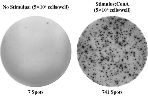 Mouse IFN-γ (Interferon Gamma) ELISPOT Kit - ABMIUM