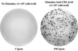 Human IL-17A (Interleukin 17A) ELISPOT Kit - ABMIUM