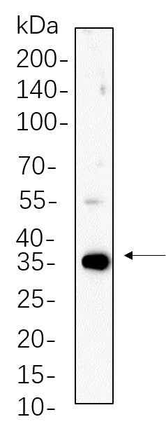 Anti-Human/Mouse/Rat PP1α/β Antibody [B604] - ABMIUM