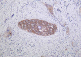 Anti-Human/Mouse/Rat Integrin α2 Antibody [B1054]