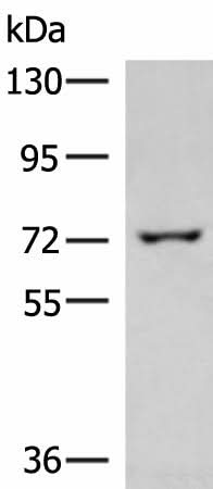 Western blot analysis of 293T cell lysate using GLS Polyclonal Antibody at dilution of 1:850