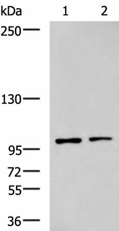 Western blot analysis of Raji and HepG2 cell lysates using GLI1 Polyclonal Antibody at dilution of 1:900