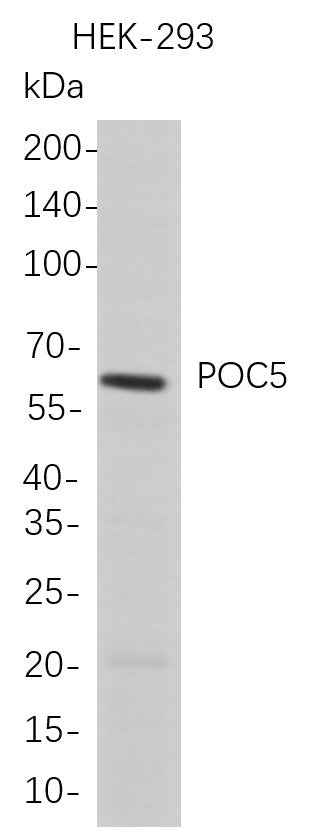 Anti-Human POC5 Antibody [B709] - ABMIUM