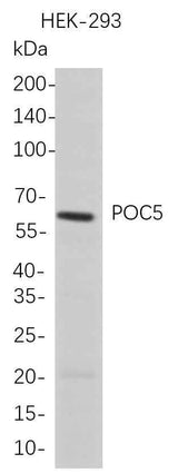 Anti-Human POC5 Antibody [B709]
