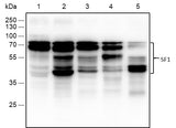 Anti-Human/Rat/Mouse SF1 Antibody [A791] - ABMIUM