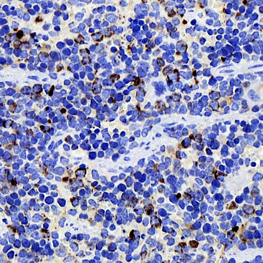 Immunohistochemistry analysis of paraffin-embedded mouse spleen using CD284 Monoclonal Antibody at dilution of 1:400.