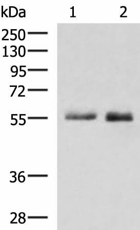 Western blot analysis of HepG2 cell Mouse small intestines tissue lysates using PEPD Polyclonal Antibody at dilution of 1:1000