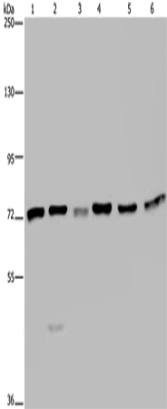 Anti-Human/Mouse/Rat KARS Antibody - ABMIUM