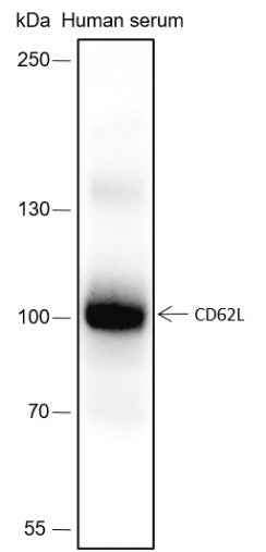 Anti-Human CD62L Antibody [A179] - ABMIUM
